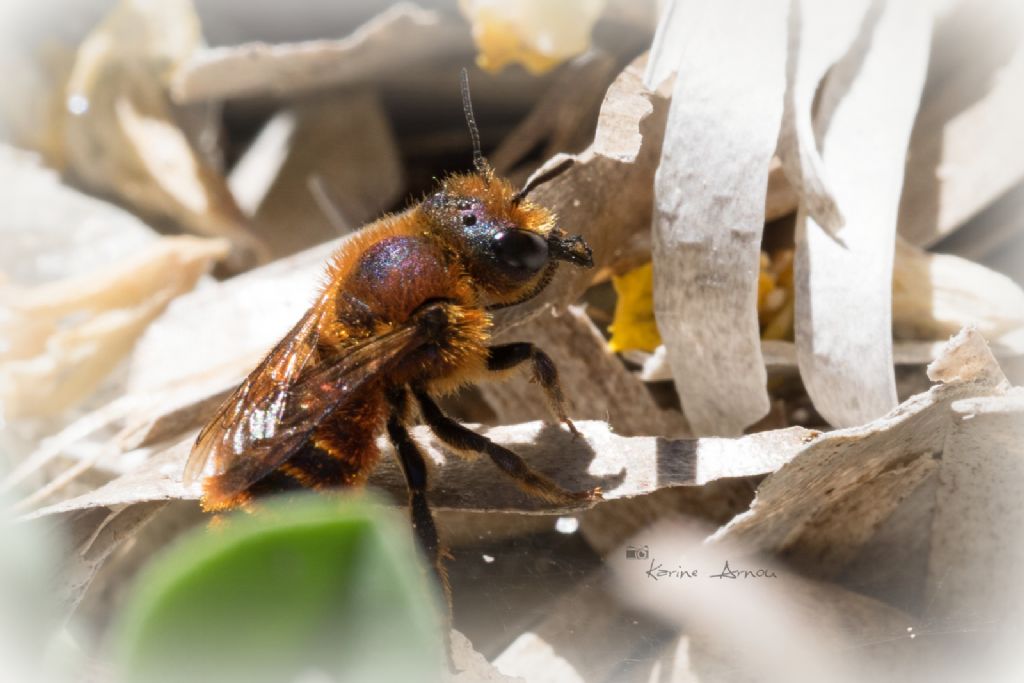 Osmia ferruginea . Sardegna